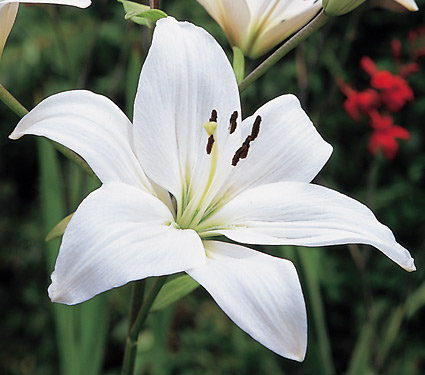Lilly Lilly