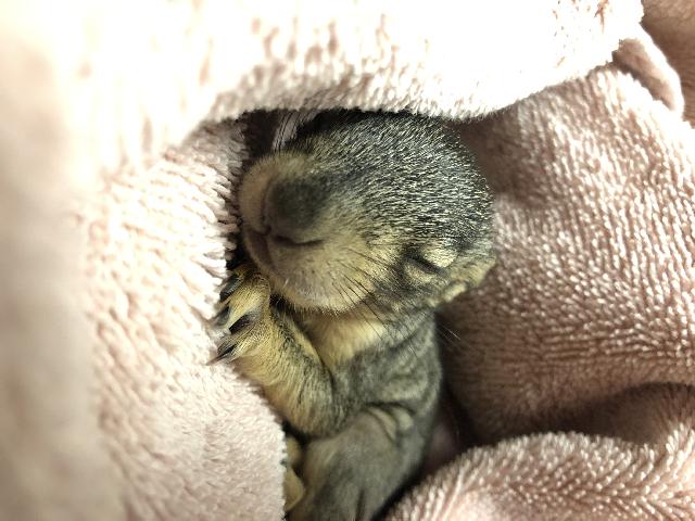 Sleepy Squirrel 