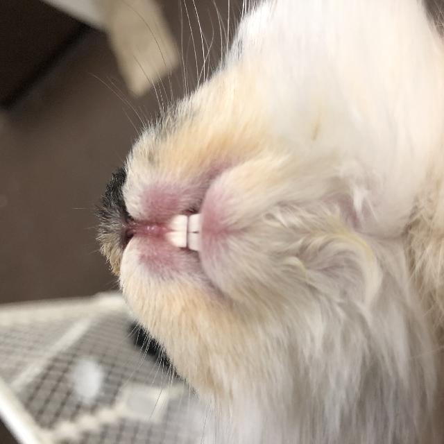 Healthy baby teeth 