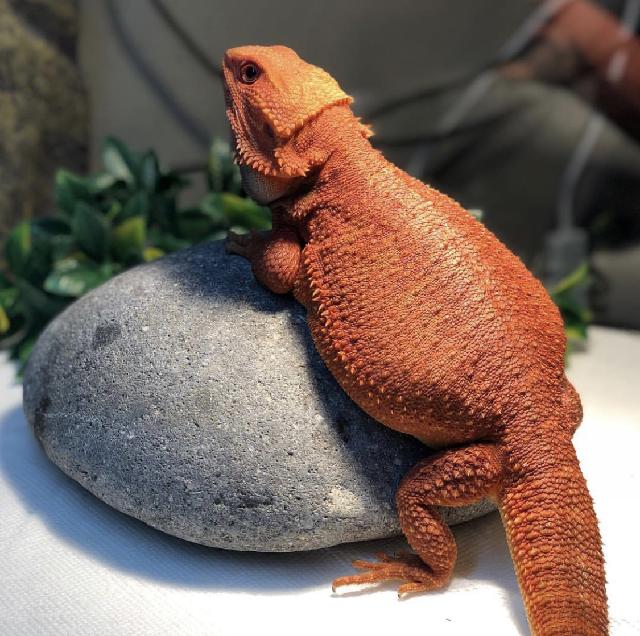 Cedar Creek Animal Hospital - McKinney, TX - Photo Album / Cheeto Cedar Creek Animal Hospital - McKinney, TX - Photo Album / Cheeto