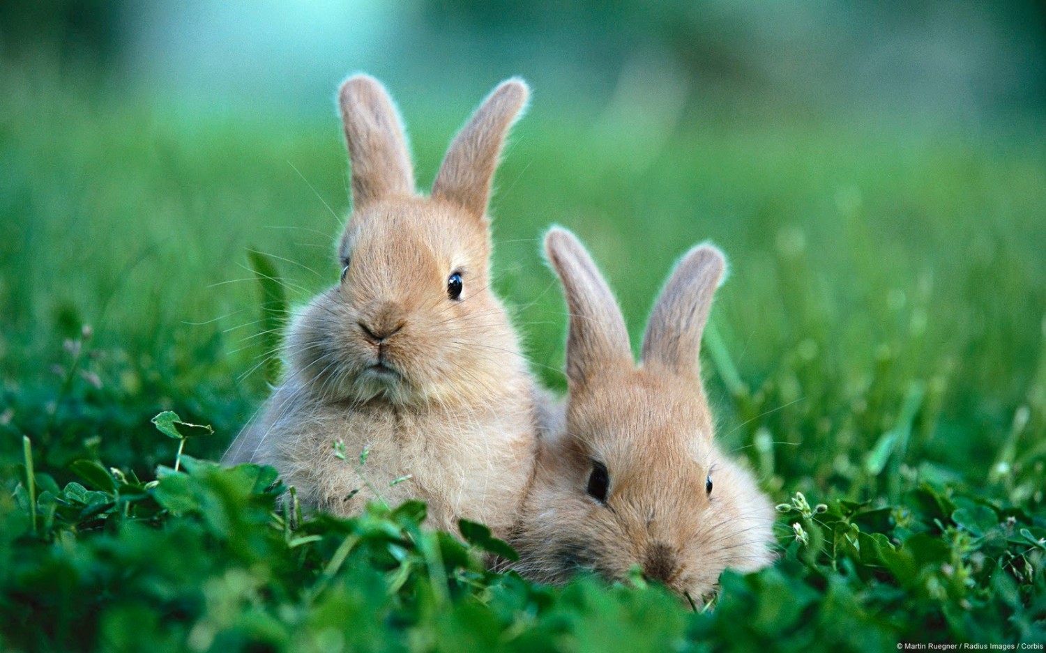 two rabbits